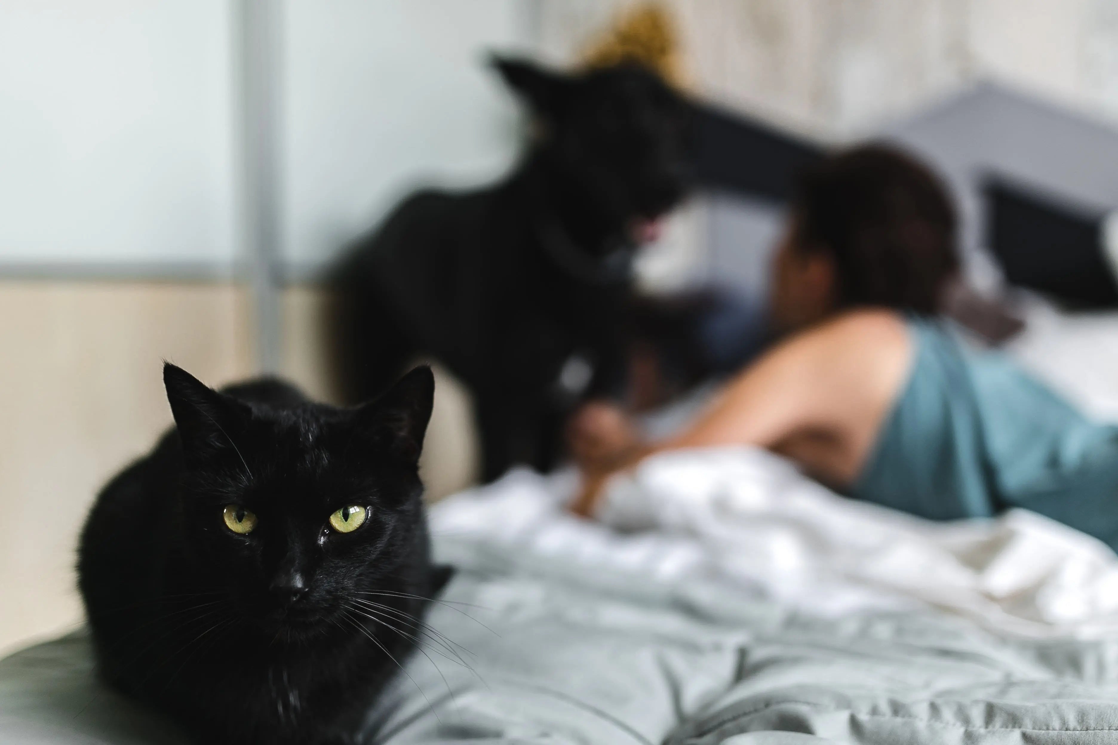 Top 10 Unique Gift Ideas for Cat Lovers in 2025 | Dudupaw